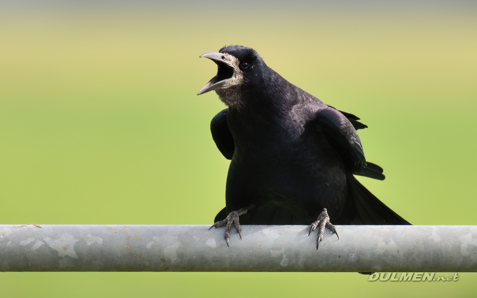 01 Rook (Corvus frugilegus)
